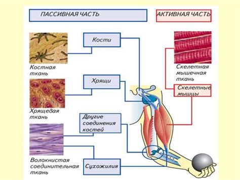 Отражение анатомии и движения