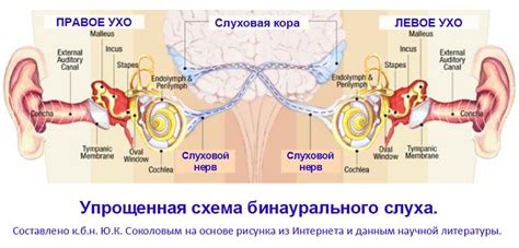 Отстающее развитие уха