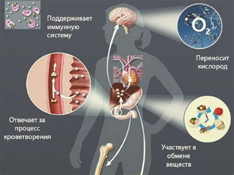 Отсутствие нужного количества железа в организме