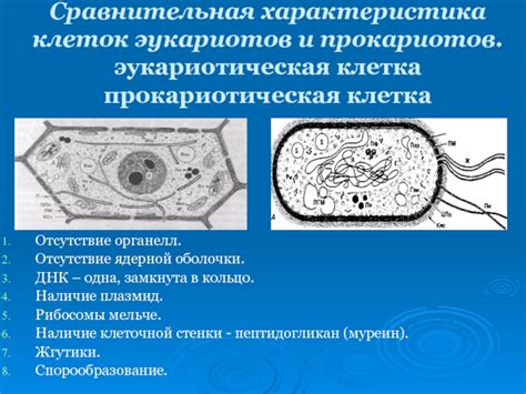 Отсутствие оболочки и органелл