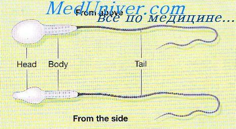 Отсутствие опоры для передвижения сперматозоидов