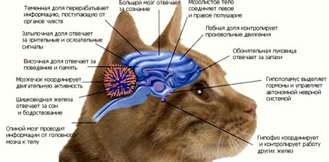 Отсутствие разума у других животных: причины и объяснения