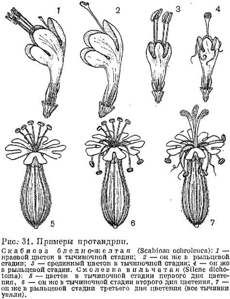 Отсутствие самоопыления