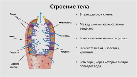 Отсутствие тканей и органов у губок