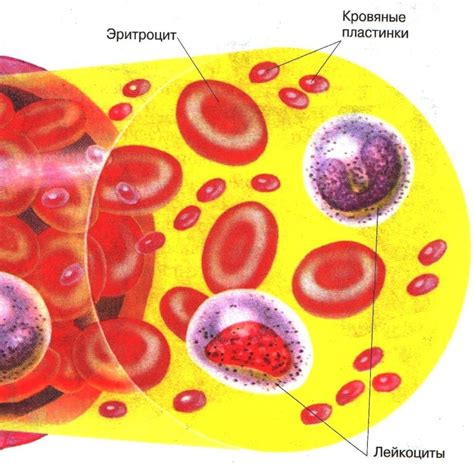 Отсутствие ядра в крови человека: почему так происходит?