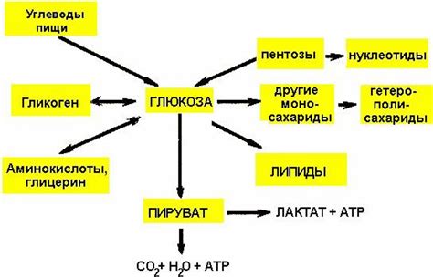 Отходы метаболических процессов в организме