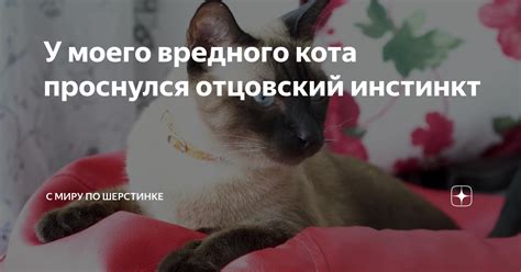 Отцовский инстинкт у котов