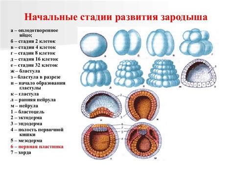 От зачатия до развития эмбриона