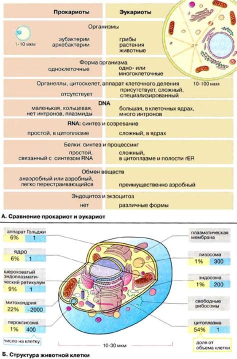 От прокариот до эукариот