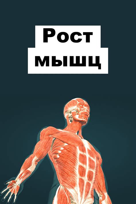 От чего зависит силовая активность мышц?