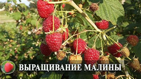 От чего защищает умывание малины: