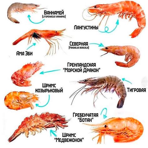 Охрана и сохранение креветок и их шумовых способностей