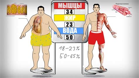 Оценка уровня жира и мышц