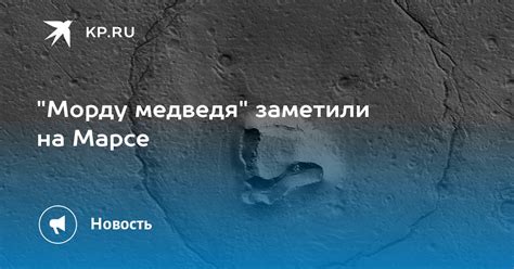 Очерчиваем уши и морду медведя