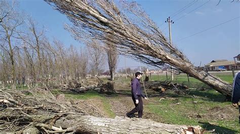 Очистка растения от сухих побегов