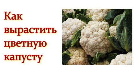 Ошибки в выращивании и уходе за цветной капустой