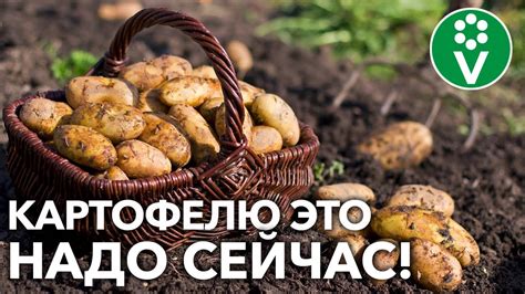 Ошибки в уходе за картофелем