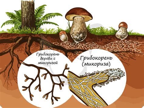 Ошибочное классифицирование грибов как растений