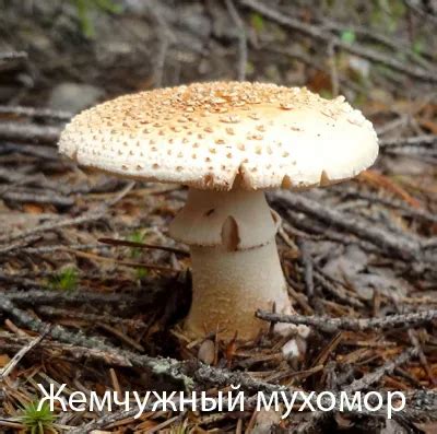 О мухоморе как связанном с грибом и мухами