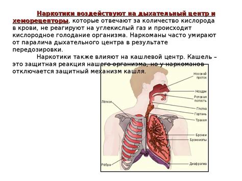 Пагубное воздействие на дыхательные пути