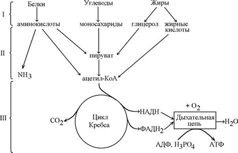 Падение метаболизма и задержка жира