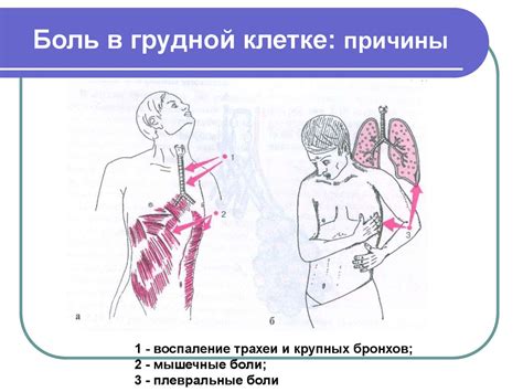 Пальпация и перкуссия