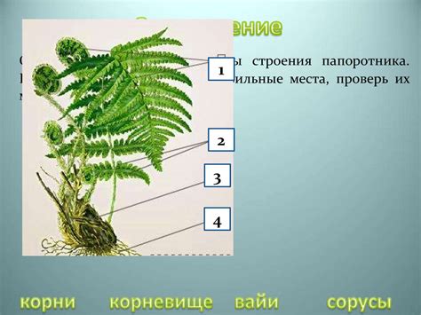 Папоротники: отсутствие главного корня и его причины