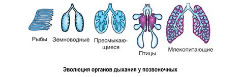 Патологии дыхательной системы у котенка