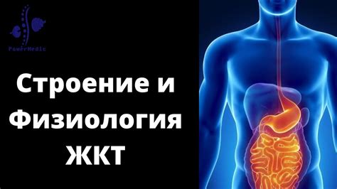 Патологии органов речи и желудочно-кишечного тракта