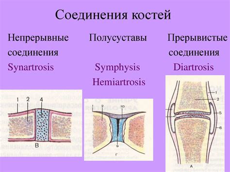 Патологии суставов и костей