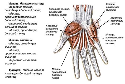 Первичные элементы руки и их функции