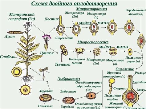 Первое наступление покрытосеменных растений