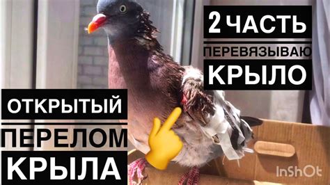 Первоначальные действия после обнаружения голубя с повреждением крыла