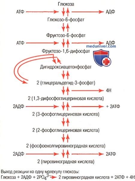 Первопричины падения глюкозы в организме во время тренировок