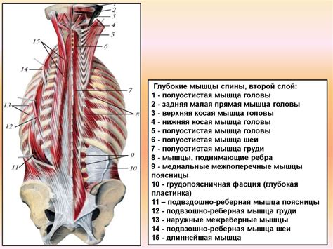 Первый слой