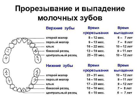 Первый этап: прирост молочных зубов