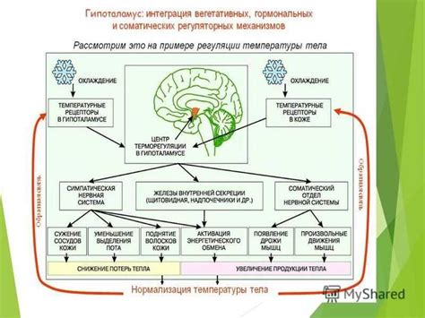 Перебор компенсаторных механизмов организма