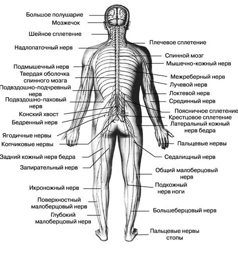 Перевозбуждение нервной системы как причина стука в спине