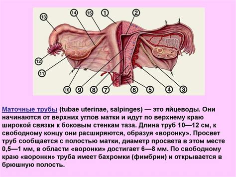 Перегревание половых органов