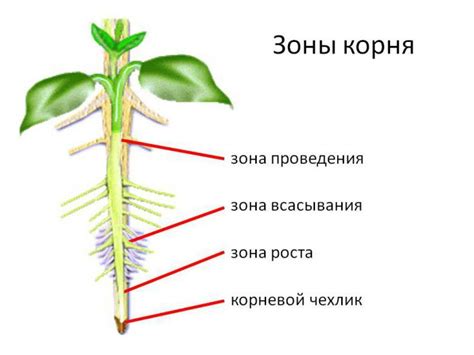 Перегрев или переохлаждение корневой системы