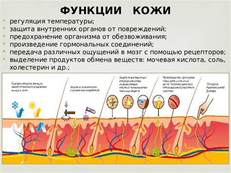 Перегрев организма и его отражение на состоянии кожи