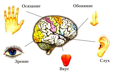 Перегрузка органов чувств