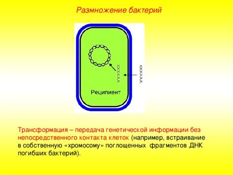 Передача антибиотикорезистентных бактерий