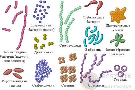 Передача бактерий и инфекций