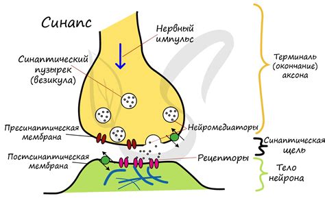 Передача выражения Аякса через рисунок