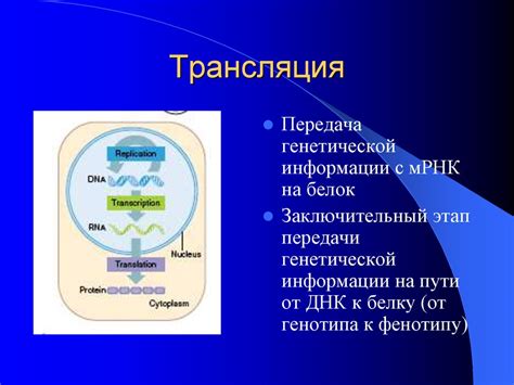 Передача генетической информации при наследственности