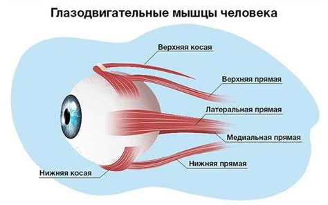 Передача информации от глаза к мозгу: офтальмический нерв и зрительная кора