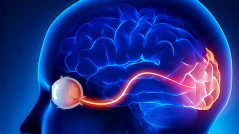 Передача информации по зрительному нерву