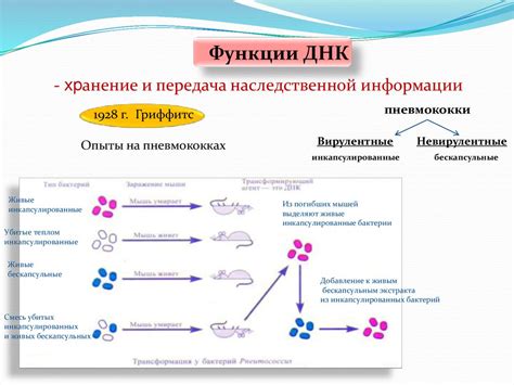 Передача и изменение генетической информации