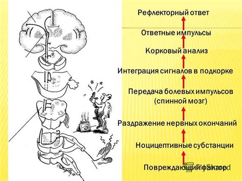 Передача нервных импульсов в мозге без нервных окончаний